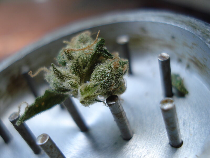 close-up of cannabis bud