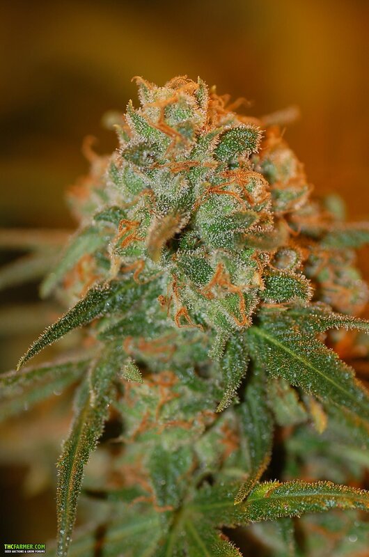 close-up of cannabis bud