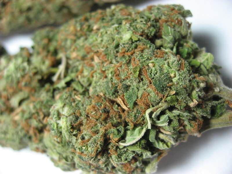close-up of cannabis bud