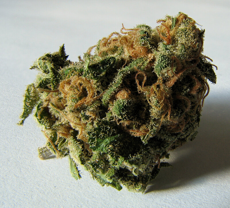 close-up of cannabis bud