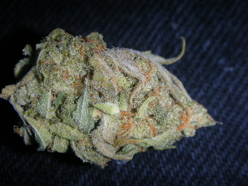 close-up of cannabis bud