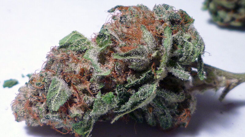 close-up of cannabis bud