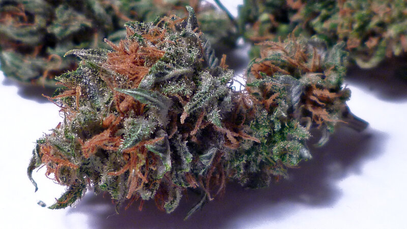 close-up of cannabis bud