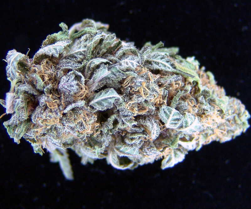 close-up of cannabis bud