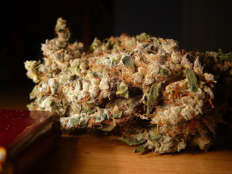 close-up of cannabis bud