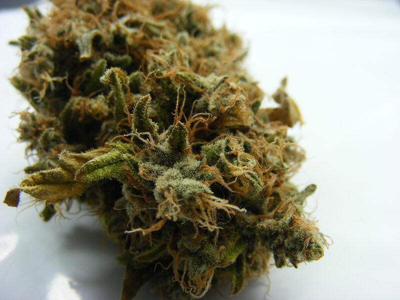 close-up of cannabis bud