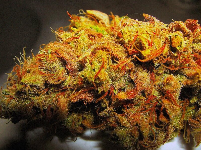 close-up of cannabis bud