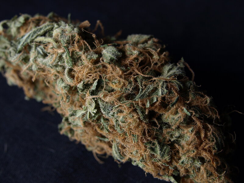 close-up of cannabis bud