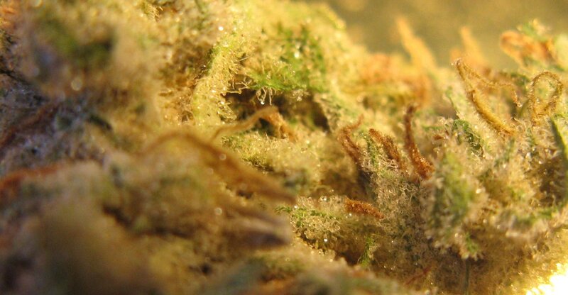 close-up of cannabis bud