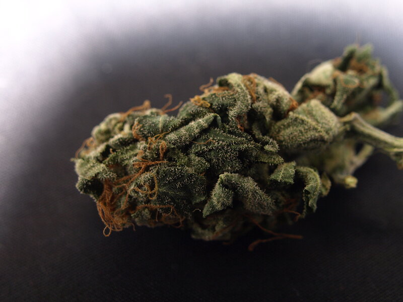 close-up of cannabis bud