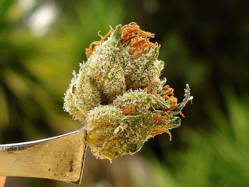 close-up of cannabis bud