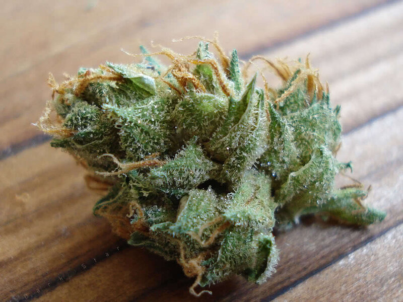 close-up of cannabis bud