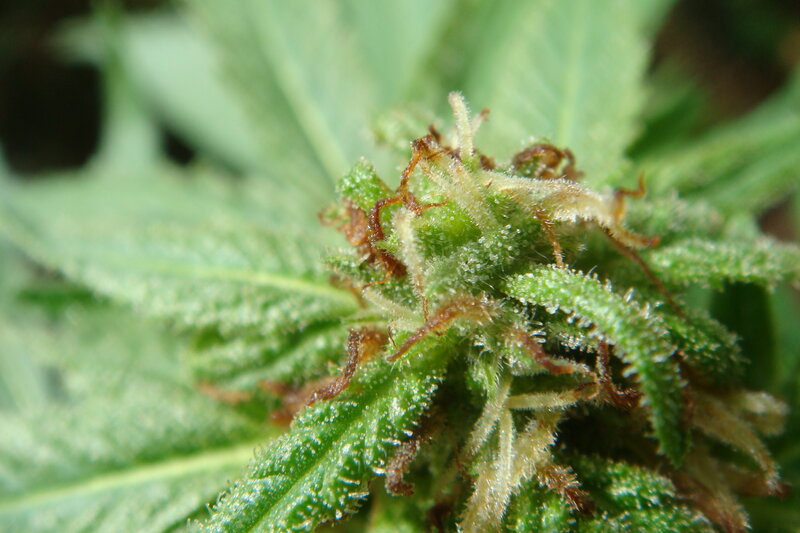 close-up of cannabis bud