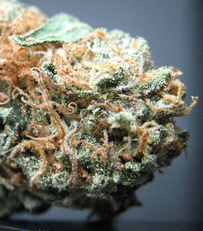 close-up of cannabis bud