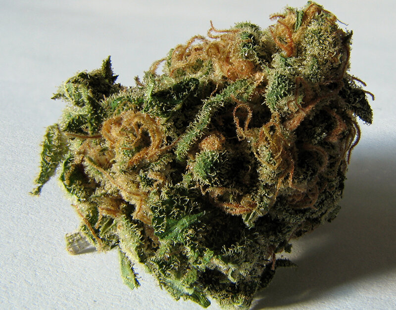 close-up of cannabis bud