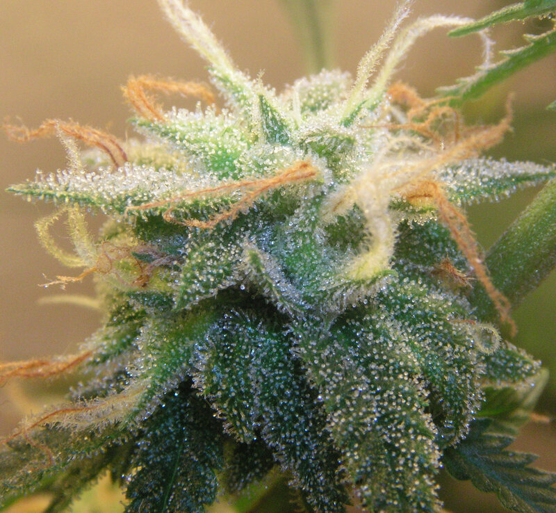 close-up of cannabis bud