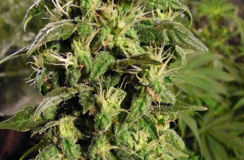 close-up of cannabis bud