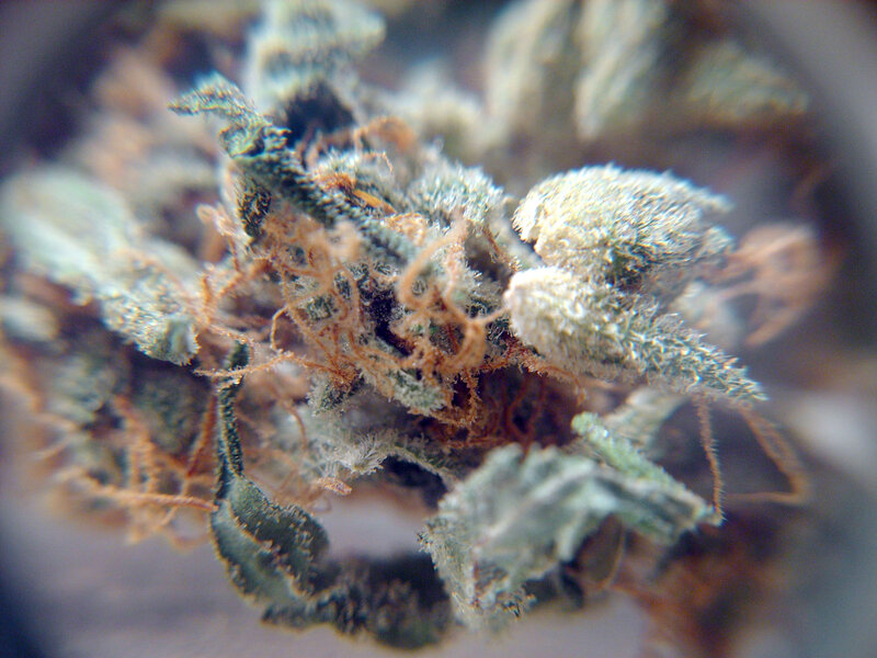close-up of cannabis bud