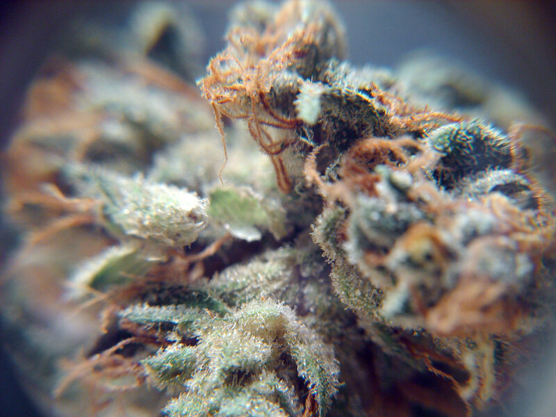 close-up of cannabis bud