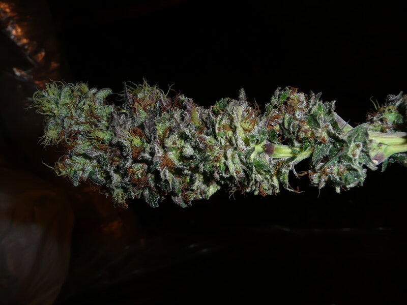 close-up of cannabis bud