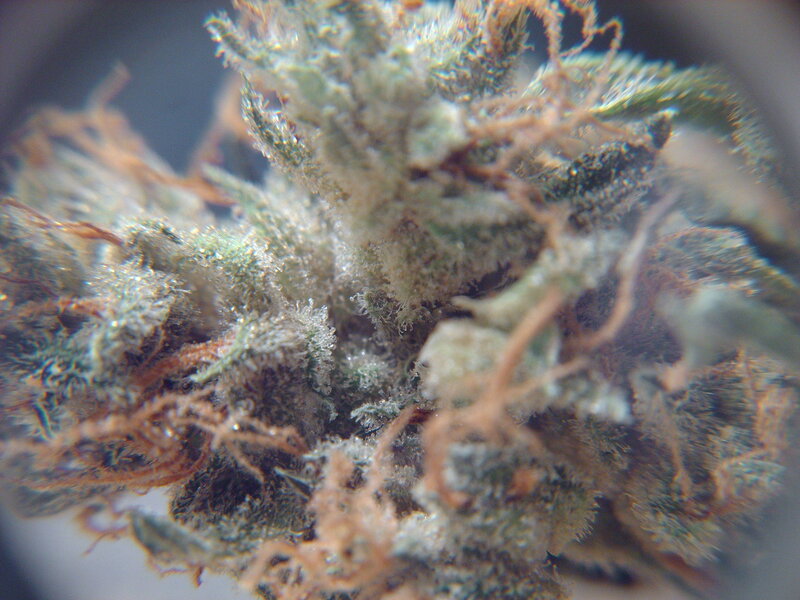 close-up of cannabis bud