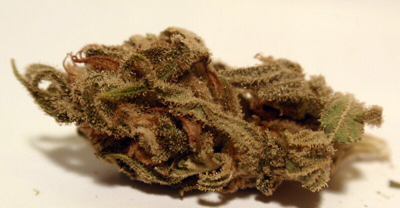 close-up of cannabis bud