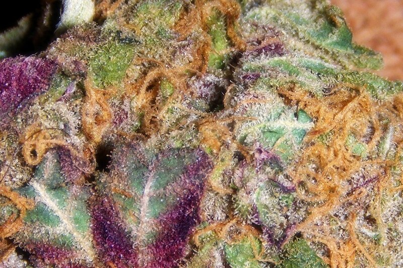 close-up of cannabis bud