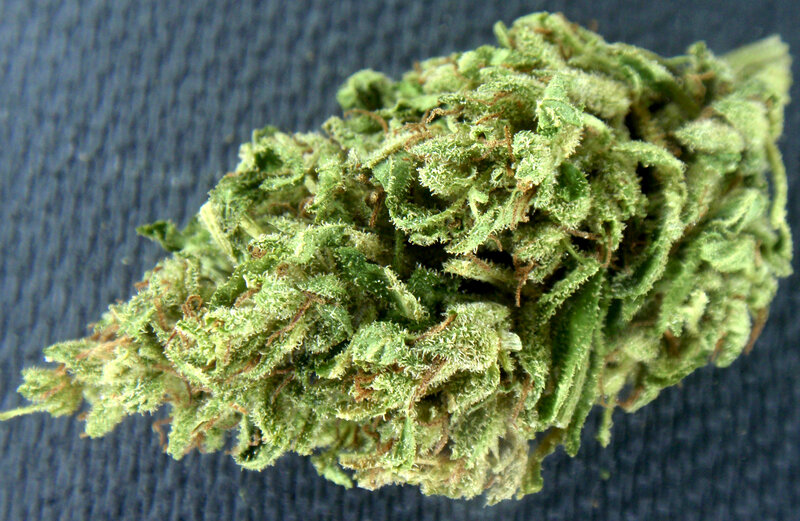 close-up of cannabis bud