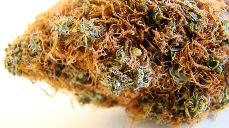 close-up of cannabis bud