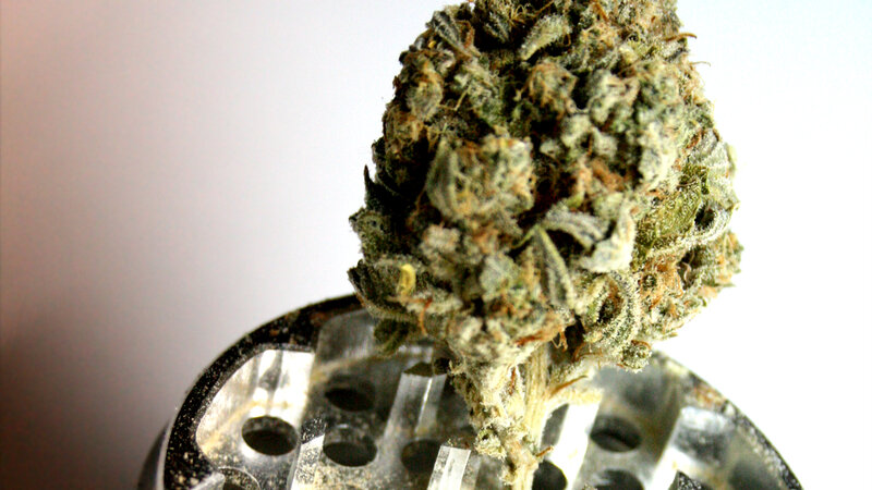 close-up of cannabis bud