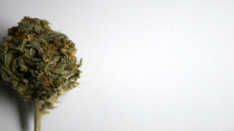 close-up of cannabis bud
