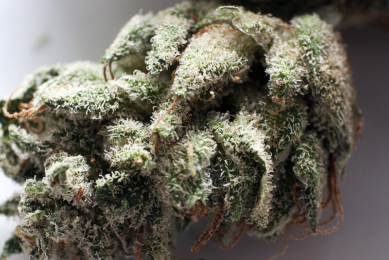 close-up of cannabis bud