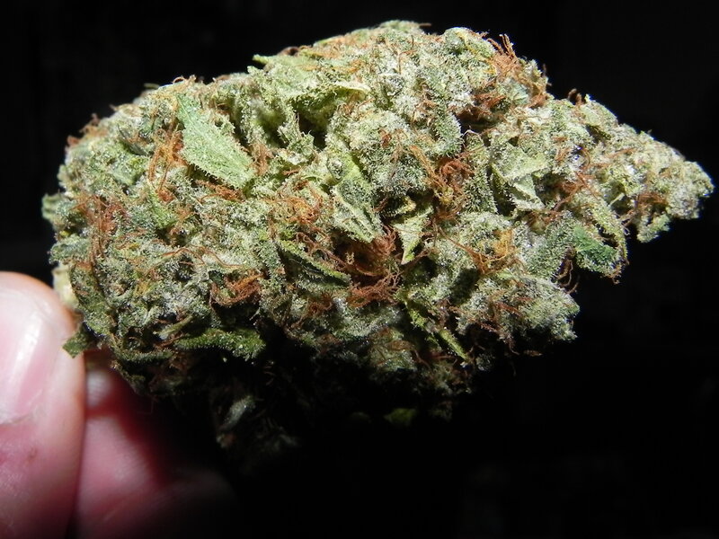 close-up of cannabis bud