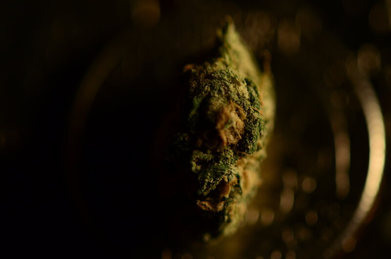 close-up of cannabis bud