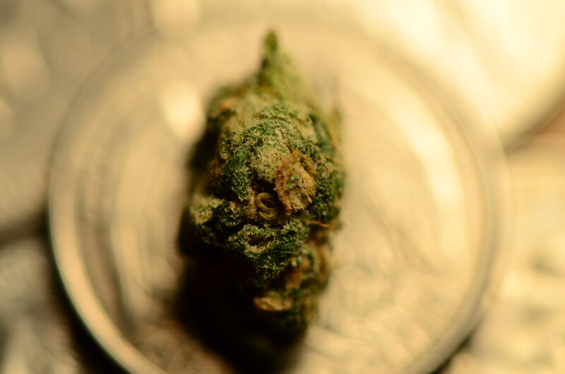 close-up of cannabis bud