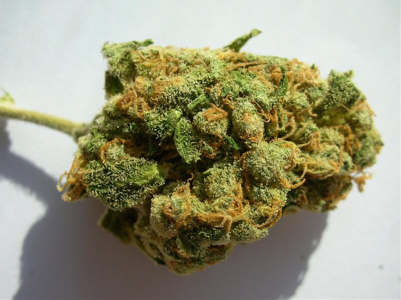 close-up of cannabis bud