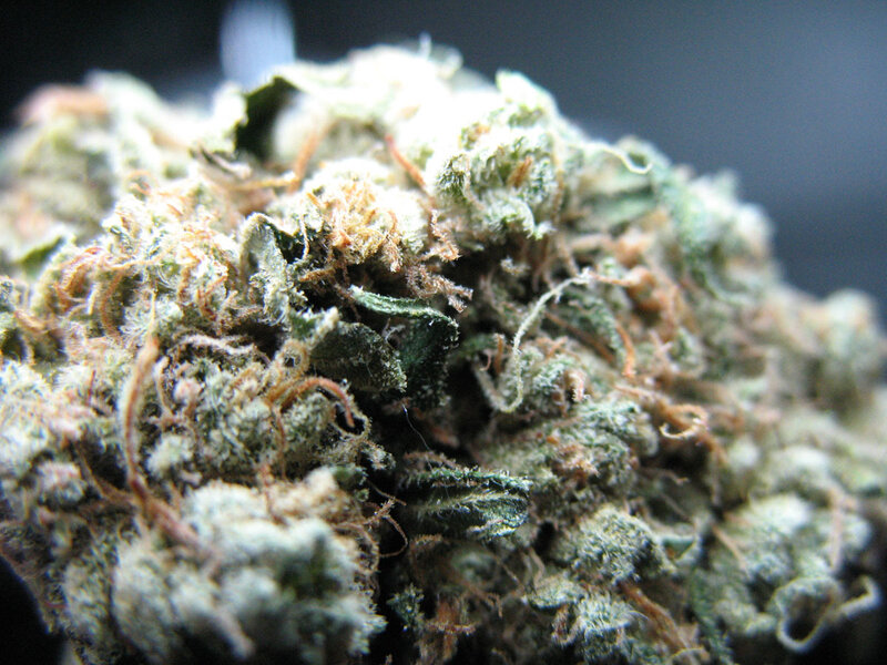 close-up of cannabis bud