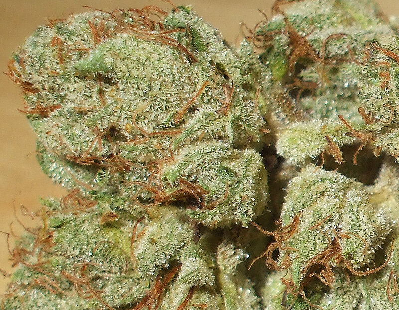 close-up of cannabis bud