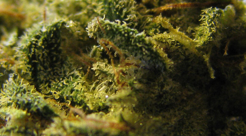 close-up of cannabis bud
