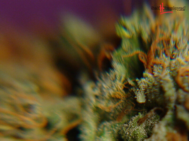 close-up of cannabis bud