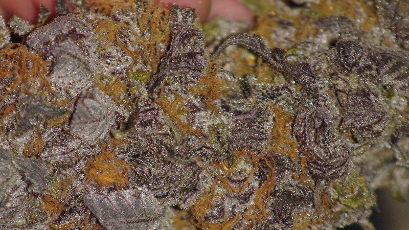 close-up of cannabis bud