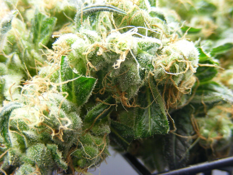 close-up of cannabis bud