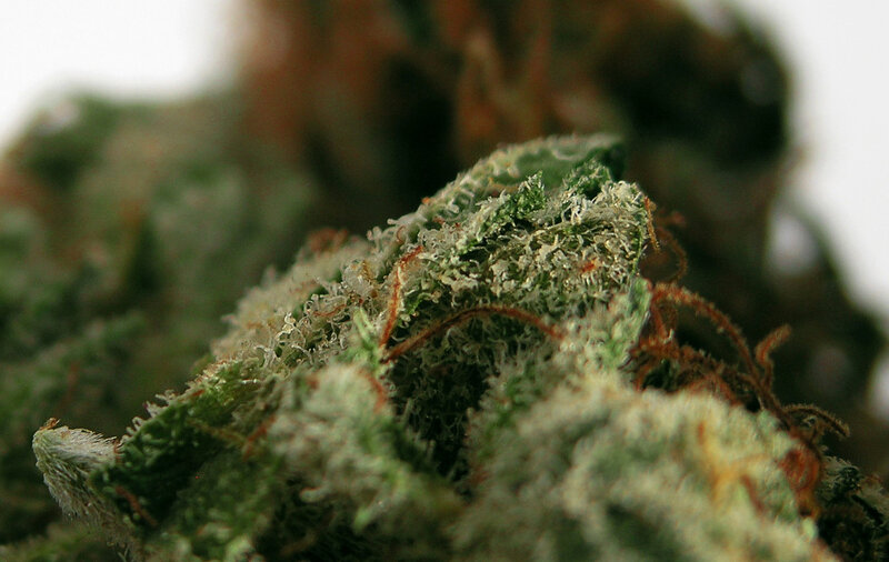 close-up of cannabis bud
