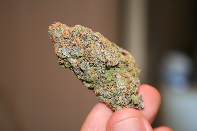 close-up of cannabis bud