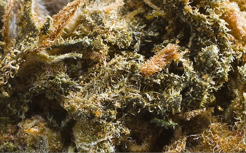 close-up of cannabis bud