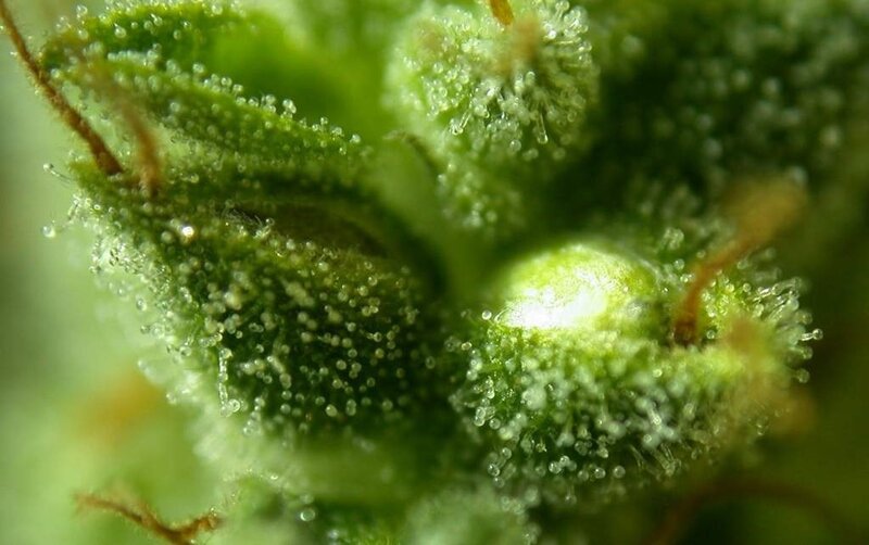 close-up of cannabis bud
