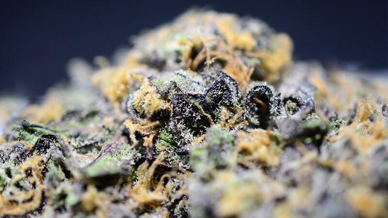 close-up of cannabis bud