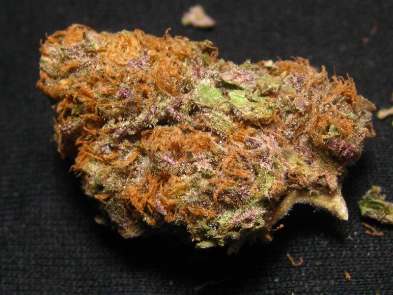 close-up of cannabis bud