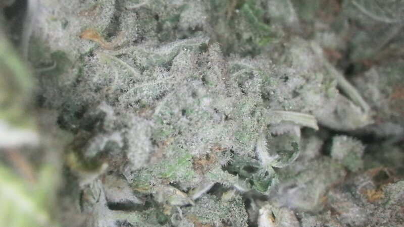 close-up of cannabis bud