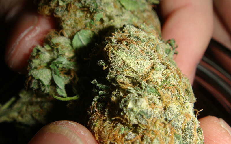 Close-up of Cannabis Bud — Green